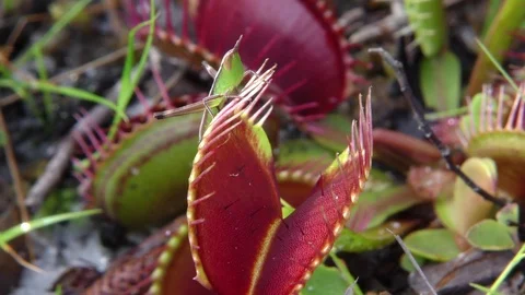 Grasshopper sitting on open Venus Flytrap (Dionaea muscipula), SE USA Stock Footage 76969776