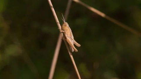 Grasshopper sitting on Plant Stalk Close up Macro shot Slow Motion Stock Footage 93938231