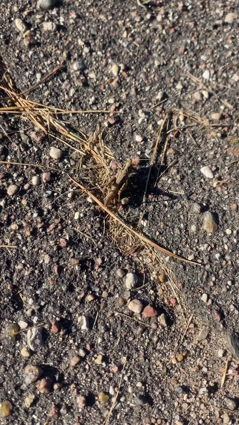 Grasshopper sitting on the road. Vertical video Stock Footage 287942180