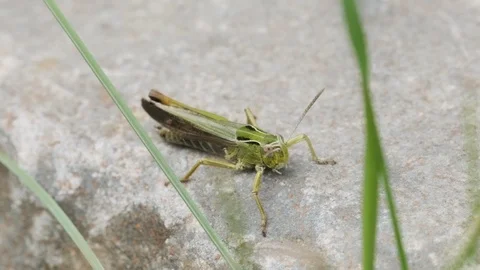 Grasshopper sitting on a stone Video stock 113879684