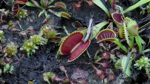 Grasshopper sitting on Venus Flytrap, Carolina bay, North Carolina, USA Video stock 195007252