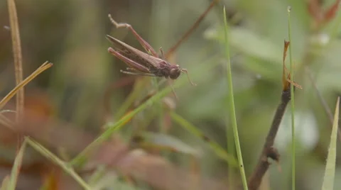A grasshopper is sitting in wild grass and jumps into the wilderness Stock Footage 60243222