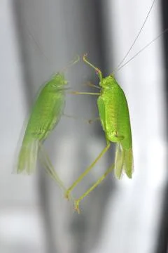 Grasshopper sitting on the window Stock Photos