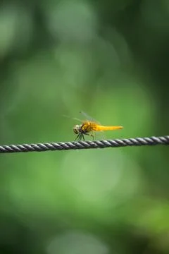 A grasshopper is sitting on the wire Stock Photos