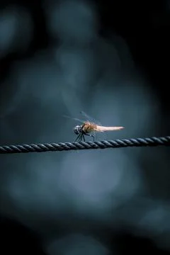 A grasshopper is sitting on the wire Stock Photos