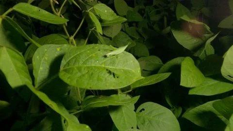 Grasshopper sleeping on soybean leaves Stock Footage 212463330