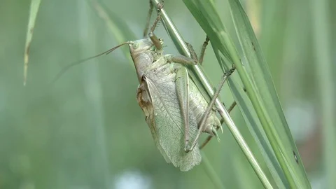 Grasshopper (Slow-motion and Audio) Stock Footage 81621029