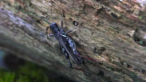 Grasshopper slowly crawls on log Video stock 171427585