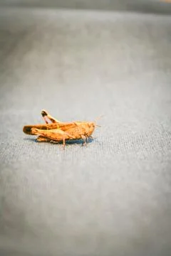 Grasshopper on sofa Stock Photos