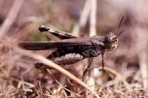 Grasshopper on soft background Stock Photos