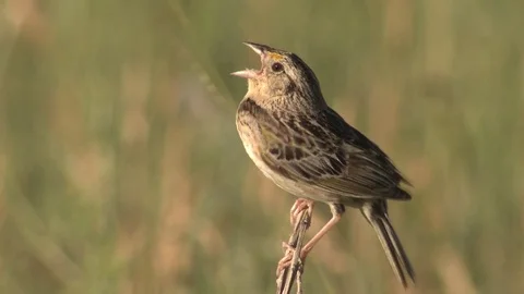Grasshopper Songbird Singing in Prairie Grassland Great Plains Stock Footage
