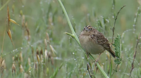 Grasshopper Sparrow 1. Stock Footage 8508707