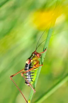 Grasshopper on stalk Stock Photos