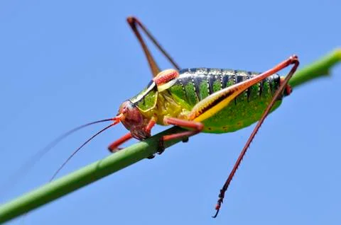 Grasshopper on stalk Stock Photos