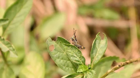 Grasshopper standing on a flower Stock Footage 171768233