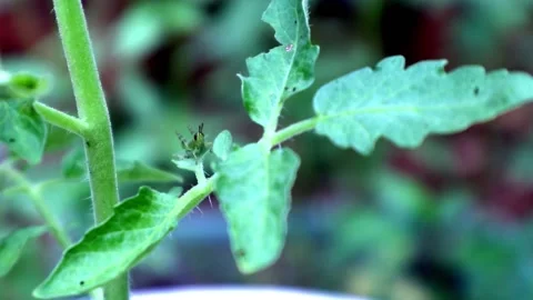 Grasshopper standing on a green leaf Stock Footage 237794413