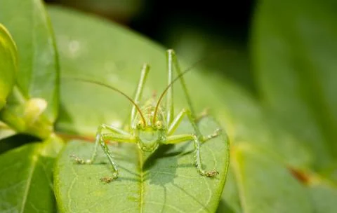 A grasshopper standing on a leaf close up. Foto stock