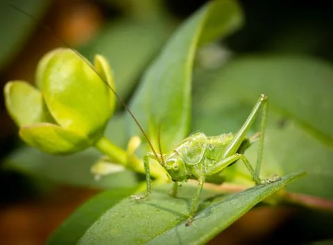 A grasshopper standing on a leaf close up. Stock Photos