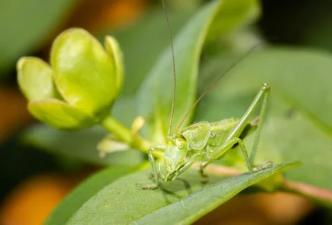 A grasshopper standing on a leaf close up. Stock Photos
