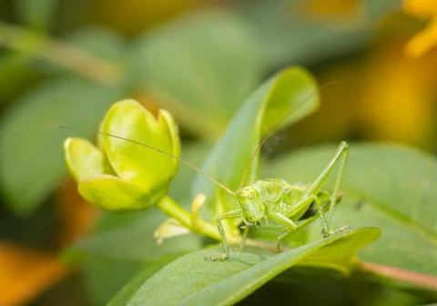 A grasshopper standing on a leaf close up. Stock Photos