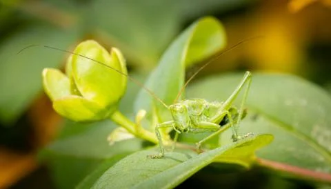 A grasshopper standing on a leaf close up. Stock Photos