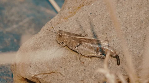 Grasshopper standing on rock Video stock 128847243