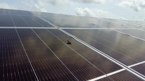 A Grasshopper standing on a solar panel with warm light during a sunny Stock Footage 247546950