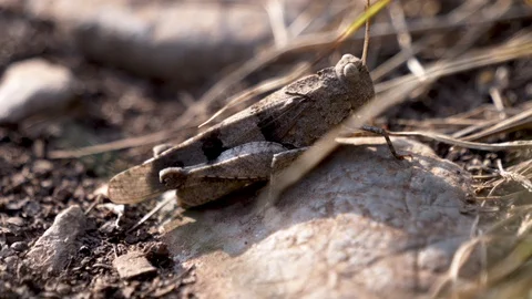 The grasshopper stands on a stone 스톡 동영상 128713944