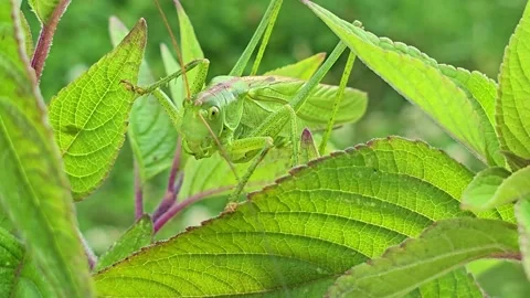 Grasshopper Staring at Camera in Attack Posture Stock Footage 337934763