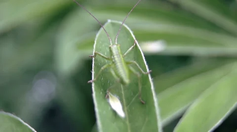 Grasshopper stationary 库存影片 39307000