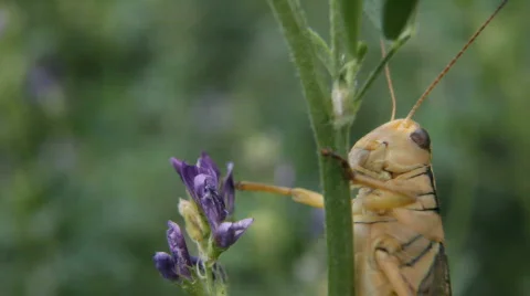 Grasshopper on stem close P HD 1611 库存影片 486967
