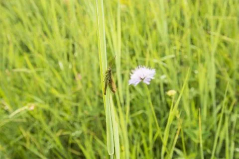 Grasshopper on a Stem Stockfoto's