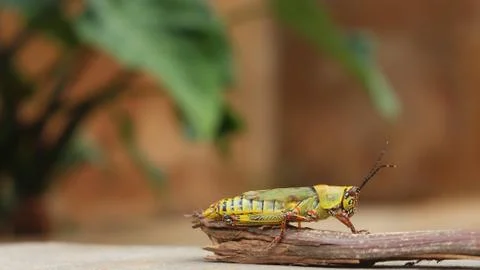 Grasshopper on Stick Stock Photos