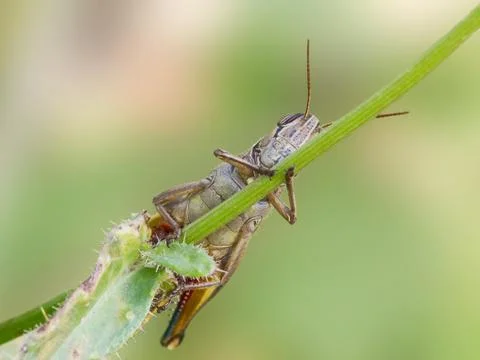 A grasshopper on a stick Stock Photos