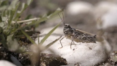 Grasshopper on a stone Stock Footage 93583279