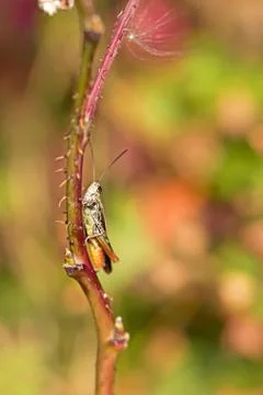 Grasshopper on a straw Stock Photos