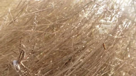 Grasshopper Stuck in the Web Close to Spider Stock Footage 60565266