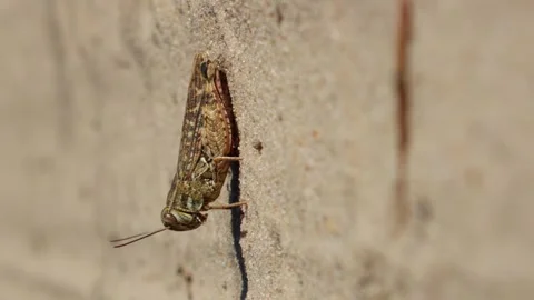 Grasshopper suddenly jumps away close-up macro shot vertical Stock Footage 256992912