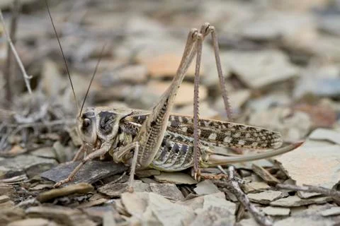 Grasshopper in summer steppe. Stock Photos