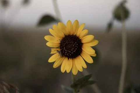 Grasshopper on Sunflower Photos