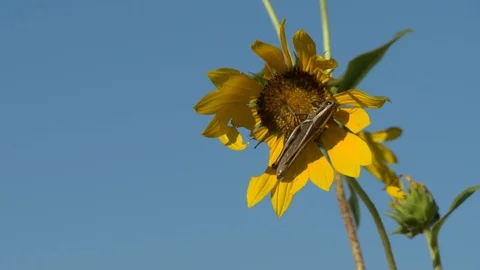 Grasshopper Sunflowers Stock Footage 114987861