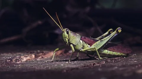 Grasshopper in sunlight escaping from spider webbing Video stock 41471008