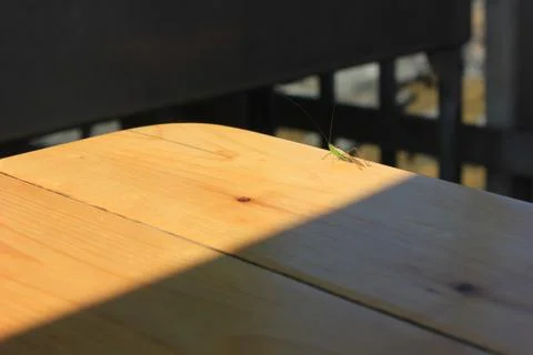 Grasshopper in Sunlight Stock Photos
