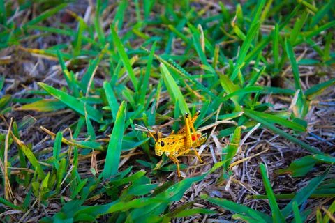 Grasshopper in the swamp Stock Photos