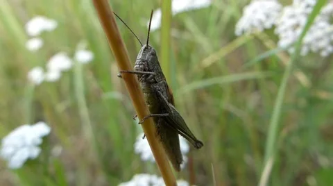 Grasshopper tapping its antennae with its leg Stock Footage 66371873