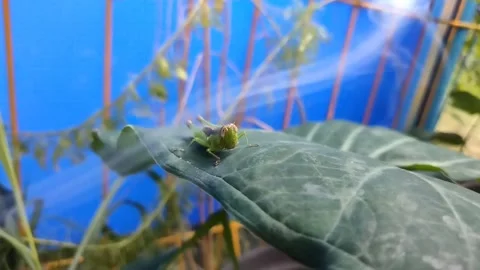 Grasshopper on taro leaves Stock Footage 218557065