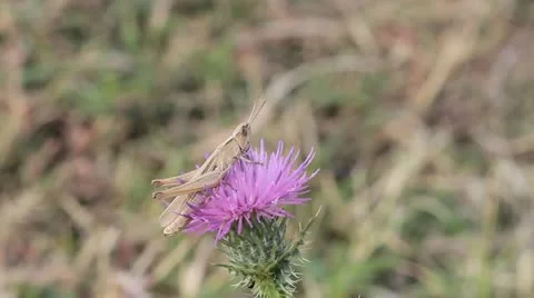 Grasshopper on a thistle flower Stock Footage 12053076