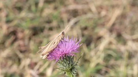 Grasshopper on a thistle flower Stock Footage 12053082