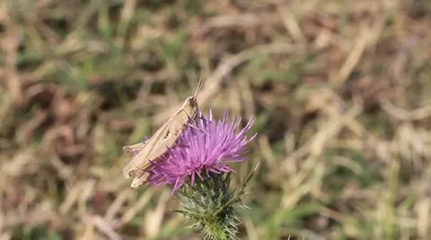 Grasshopper on a thistle flower Stock Footage 12053769