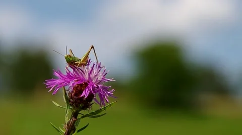 Grasshopper on the thistle Stock Footage 40665002
